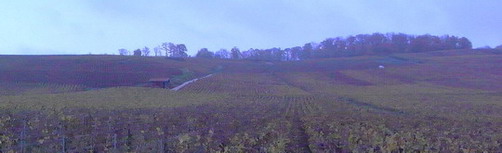 Novembre 2008 - coteaux de Bouzy